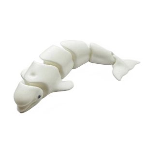 Beluga Whale