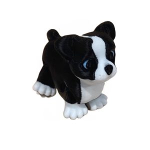 Mini Boston Terrier