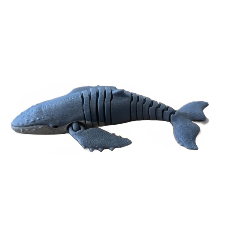 Humpback Whale